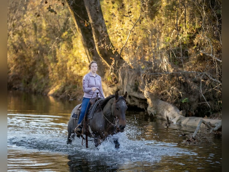 American Quarter Horse Ruin 5 Jaar 152 cm Roan-Bay in Auburn
