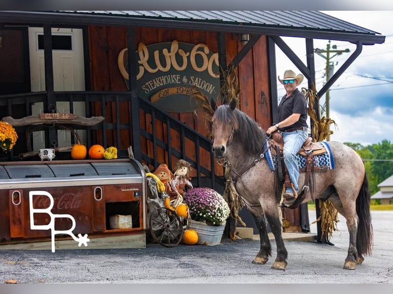 American Quarter Horse Ruin 5 Jaar 152 cm Roan-Bay in Mountain Grove MO