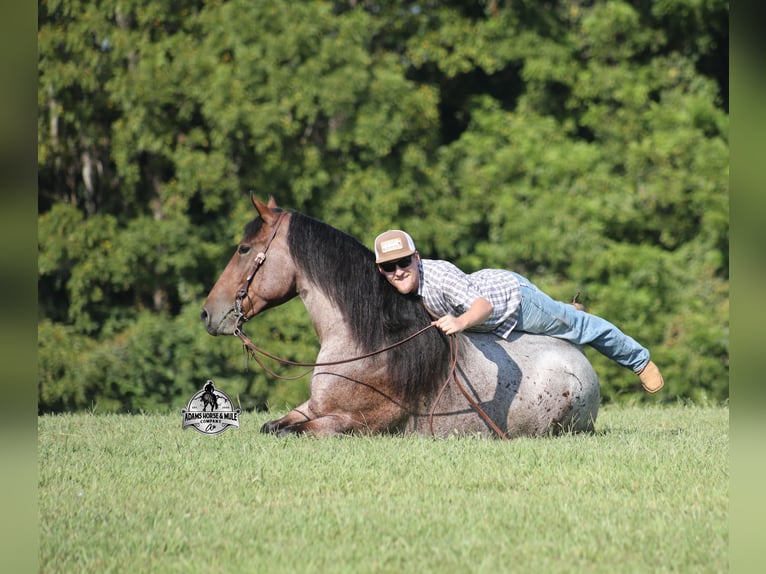 American Quarter Horse Ruin 5 Jaar 152 cm Roan-Bay in Mount Vernon