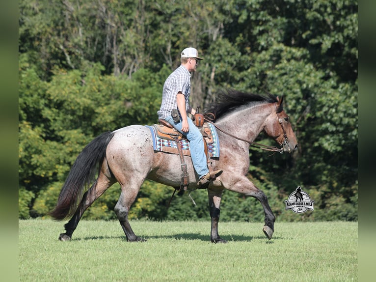American Quarter Horse Ruin 5 Jaar 152 cm Roan-Bay in Mount Vernon