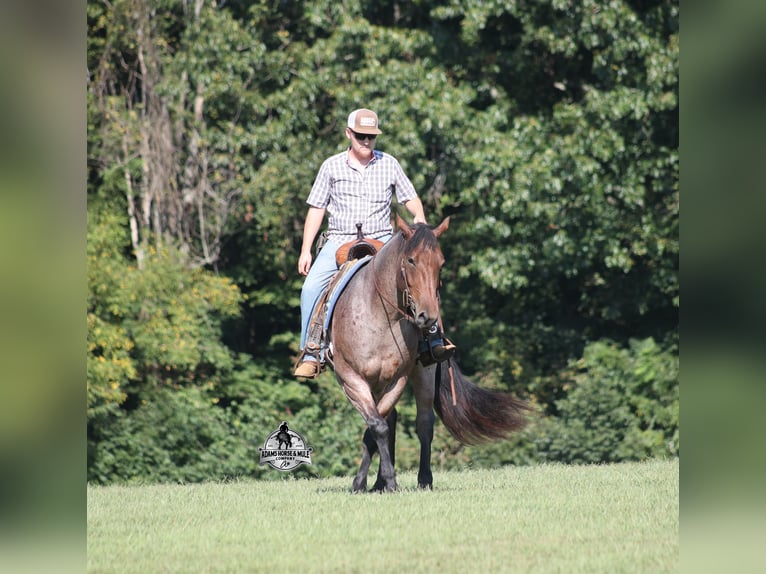 American Quarter Horse Ruin 5 Jaar 152 cm Roan-Bay in Mount Vernon