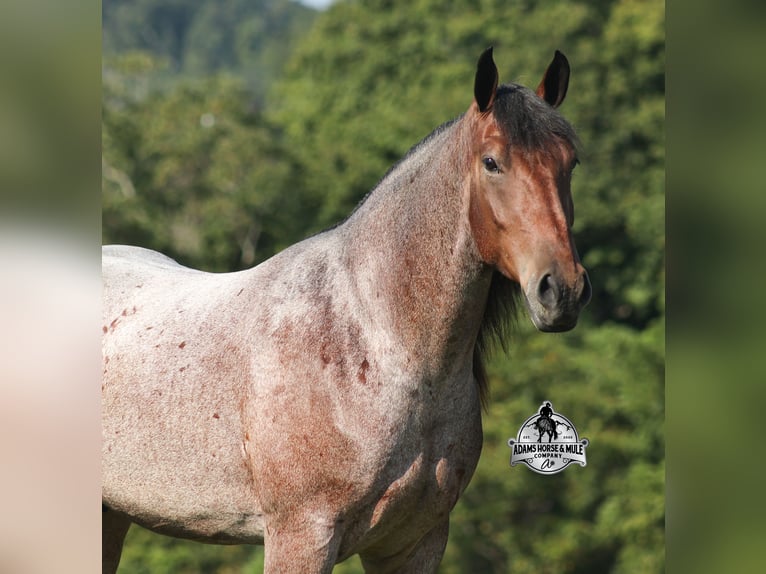American Quarter Horse Ruin 5 Jaar 152 cm Roan-Bay in Mount Vernon