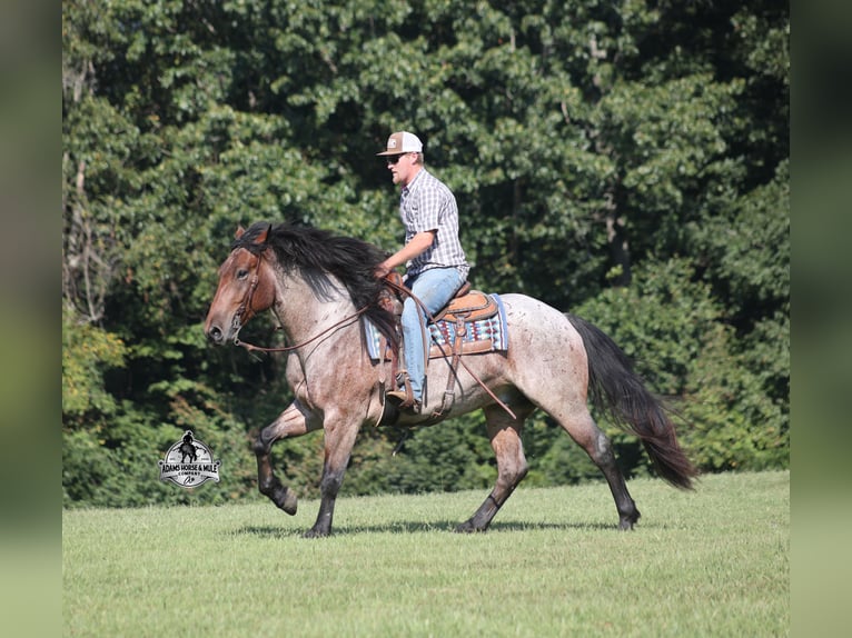 American Quarter Horse Ruin 5 Jaar 152 cm Roan-Bay in Mount Vernon