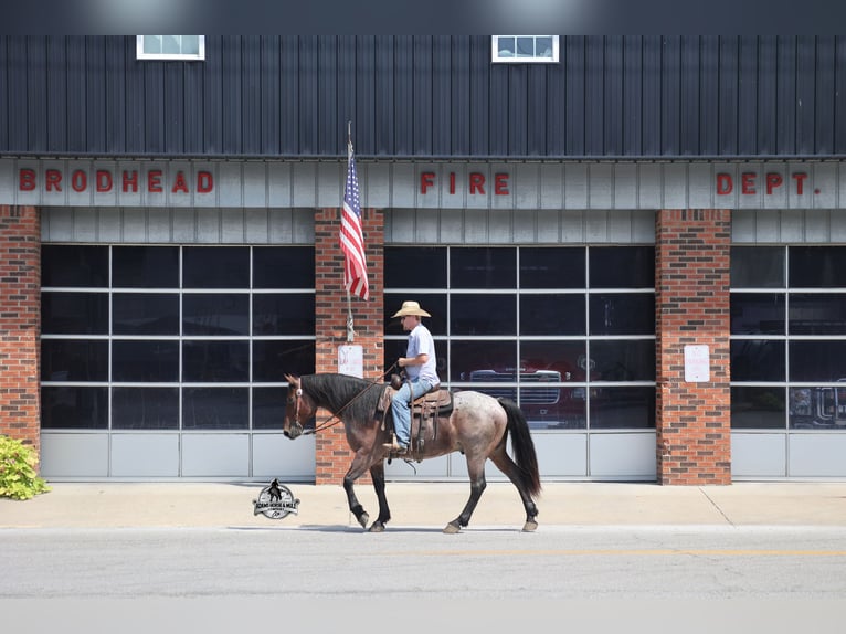 American Quarter Horse Ruin 5 Jaar 152 cm Roan-Bay in Mount Vernon