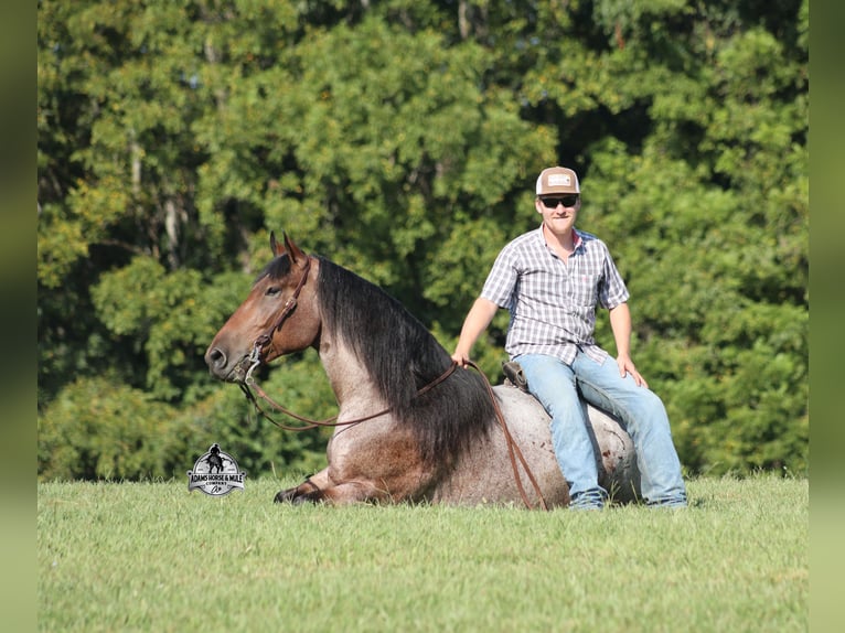 American Quarter Horse Ruin 5 Jaar 152 cm Roan-Bay in Mount Vernon