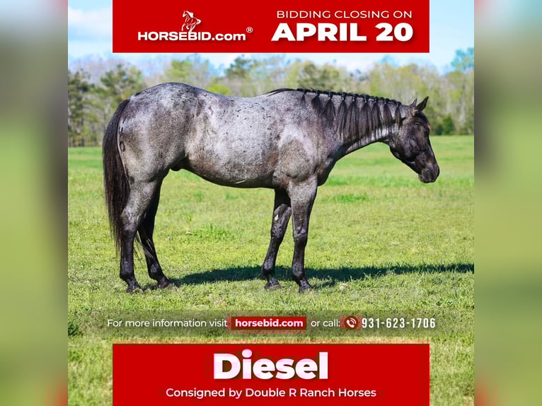 American Quarter Horse Ruin 5 Jaar 152 cm Roan-Blue in Lyles