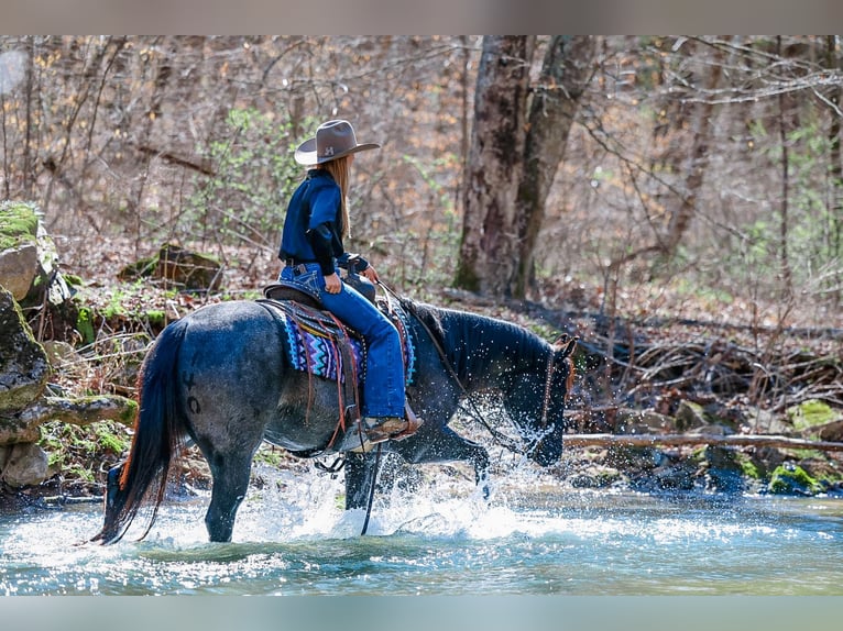 American Quarter Horse Ruin 5 Jaar 152 cm Roan-Blue in Lyles