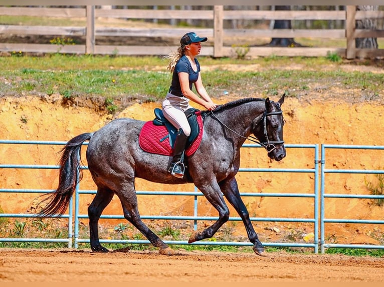 American Quarter Horse Ruin 5 Jaar 152 cm Roan-Blue in Lyles