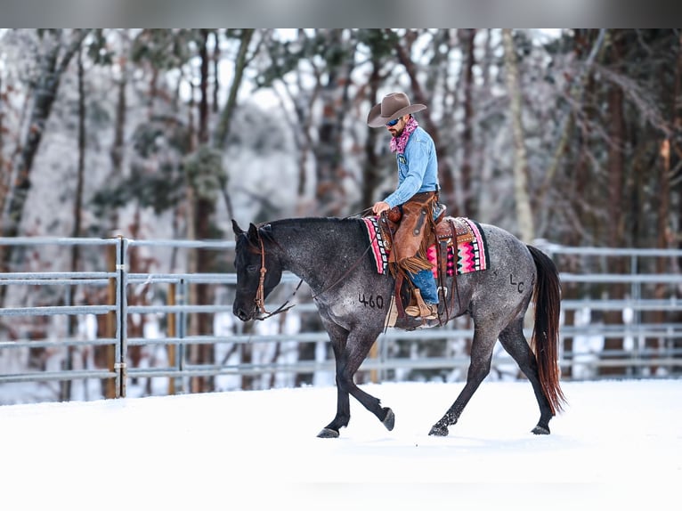 American Quarter Horse Ruin 5 Jaar 152 cm Roan-Blue in Lyles