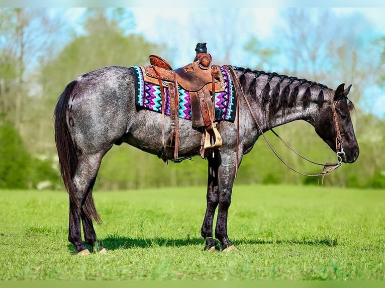 American Quarter Horse Ruin 5 Jaar 152 cm Roan-Blue in Lyles