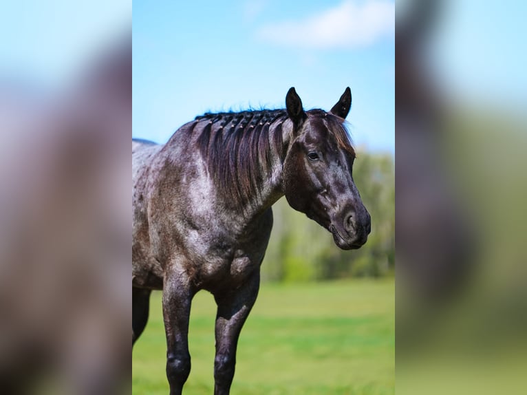 American Quarter Horse Ruin 5 Jaar 152 cm Roan-Blue in Lyles