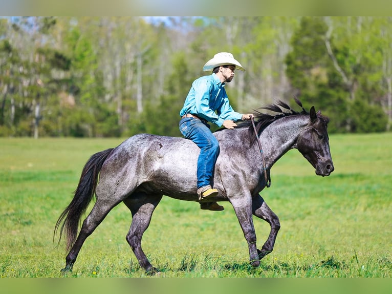 American Quarter Horse Ruin 5 Jaar 152 cm Roan-Blue in Lyles