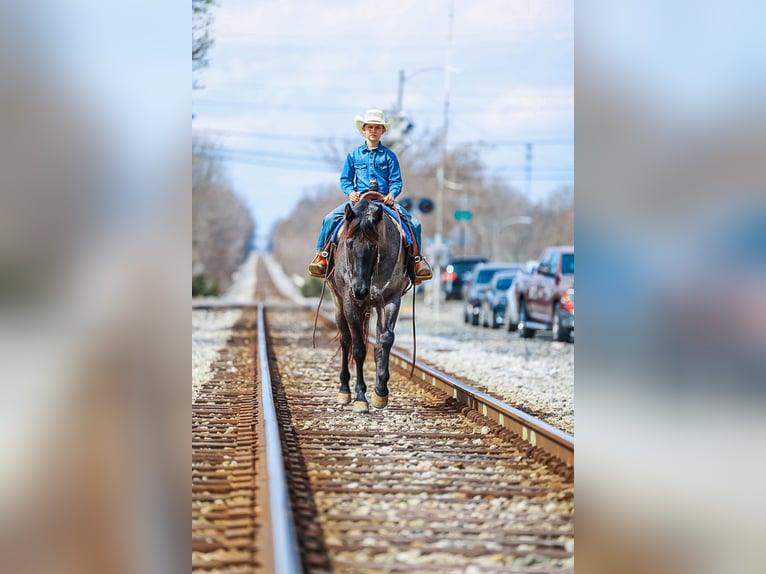 American Quarter Horse Ruin 5 Jaar 152 cm Roan-Blue in Lyles