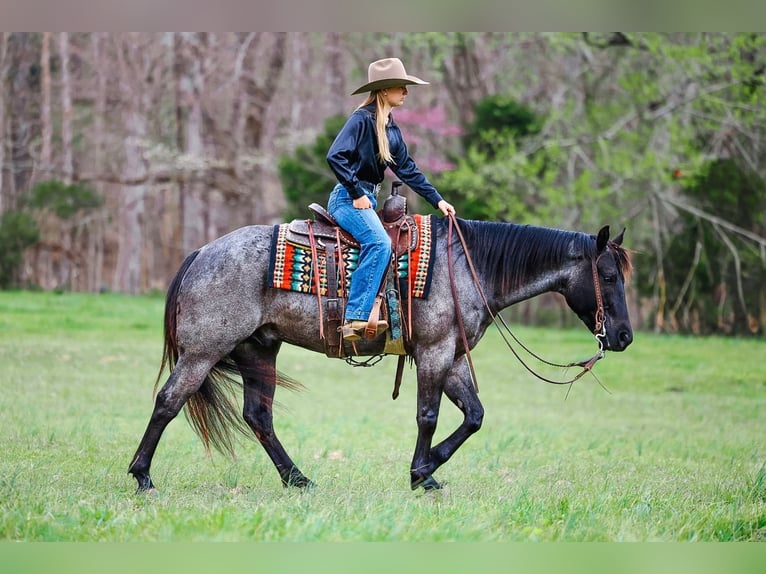 American Quarter Horse Ruin 5 Jaar 152 cm Roan-Blue in Lyles