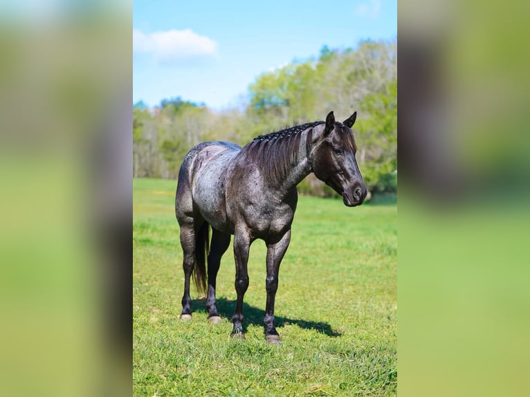American Quarter Horse Ruin 5 Jaar 152 cm Roan-Blue in Lyles