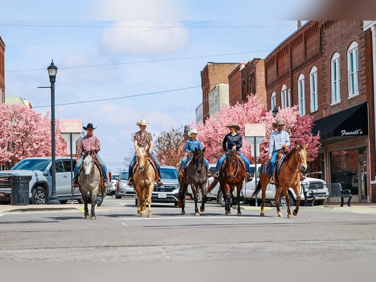 American Quarter Horse Ruin 5 Jaar 152 cm Roan-Blue in Lyles