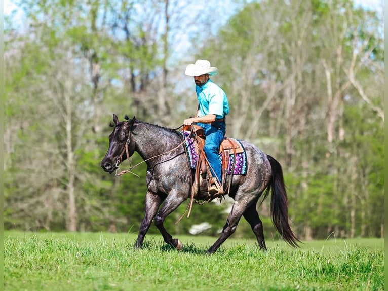 American Quarter Horse Ruin 5 Jaar 152 cm Roan-Blue in Lyles