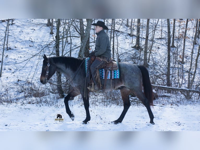 American Quarter Horse Ruin 5 Jaar 152 cm Roan-Blue in Fredericksburg