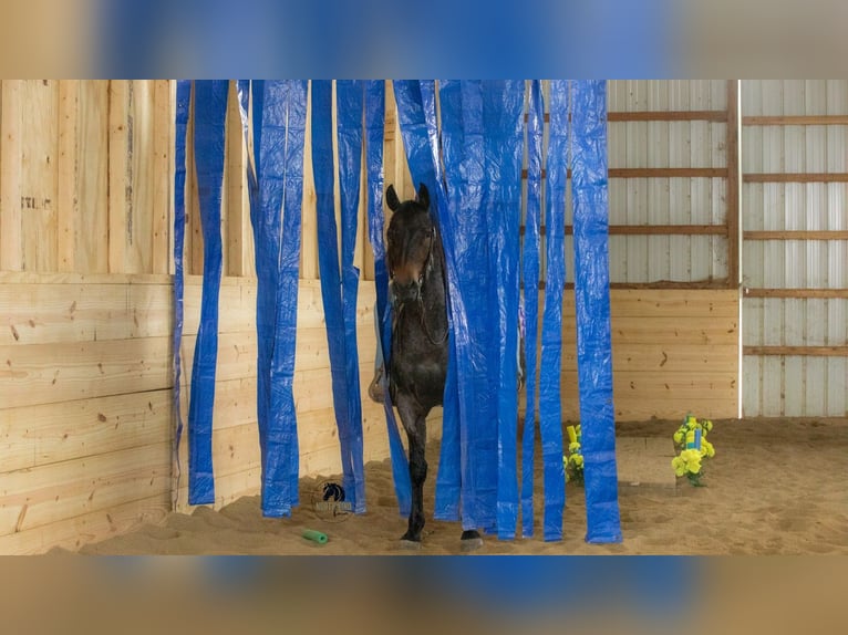 American Quarter Horse Ruin 5 Jaar 152 cm Roan-Blue in Fredericksburg