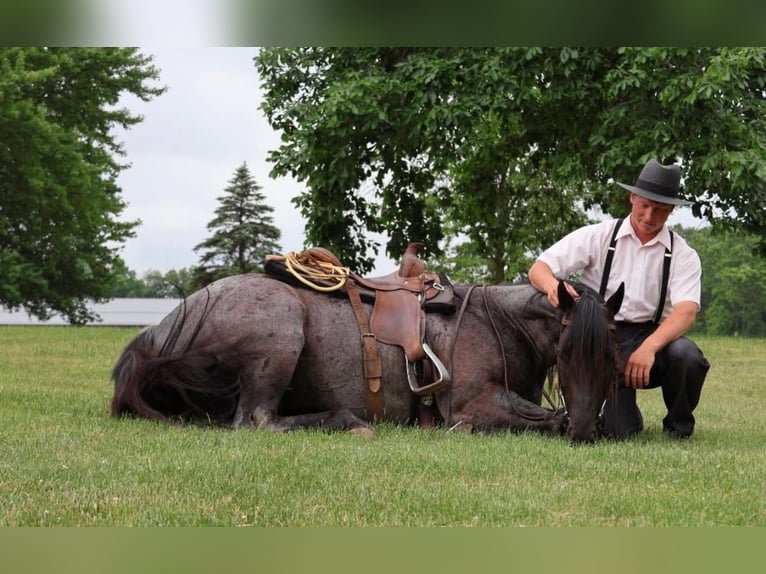American Quarter Horse Ruin 5 Jaar 152 cm Roan-Blue in Howell