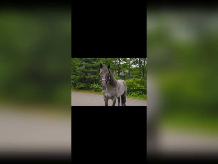 American Quarter Horse Ruin 5 Jaar 152 cm Roan-Blue in Rehoboth