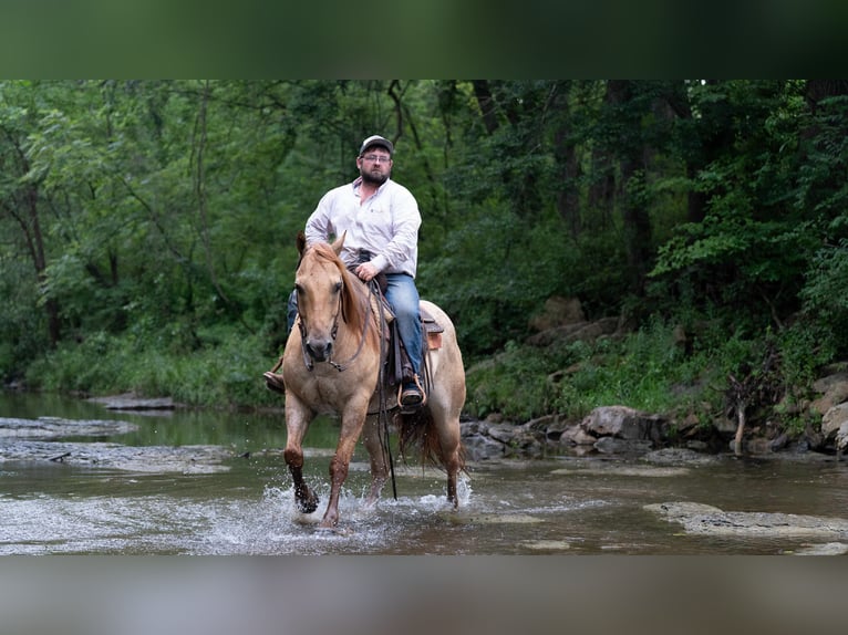 American Quarter Horse Ruin 5 Jaar 152 cm Roan-Red in Carrolton MO