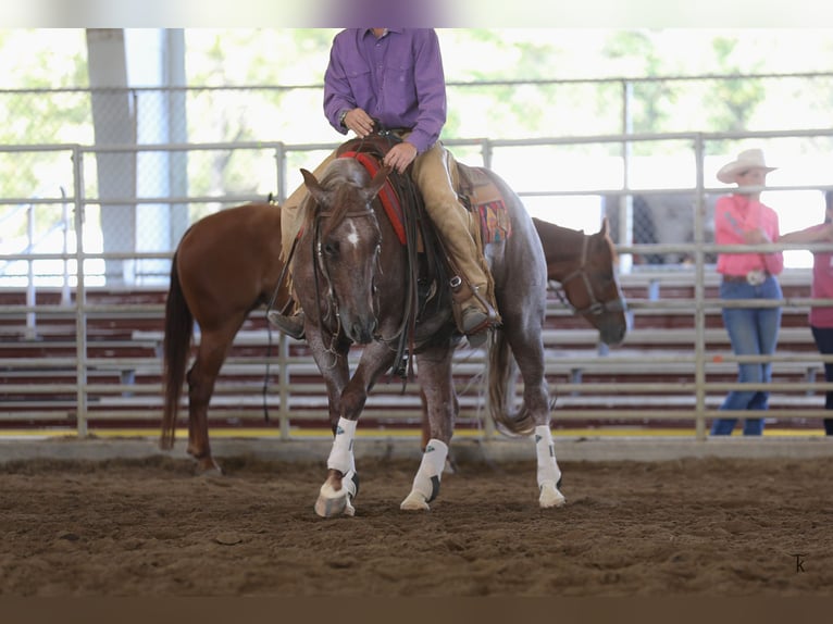 American Quarter Horse Ruin 5 Jaar 152 cm Roan-Red in Bellevue