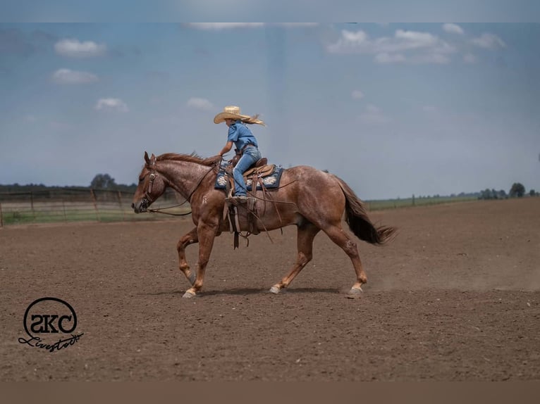 American Quarter Horse Ruin 5 Jaar 152 cm Roan-Red in Canyon