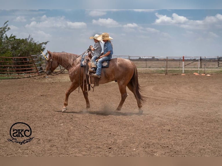 American Quarter Horse Ruin 5 Jaar 152 cm Roan-Red in Canyon