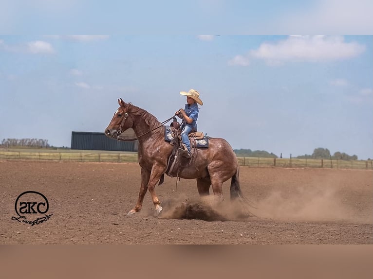 American Quarter Horse Ruin 5 Jaar 152 cm Roan-Red in Canyon