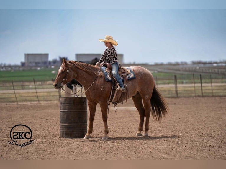 American Quarter Horse Ruin 5 Jaar 152 cm Roan-Red in Canyon