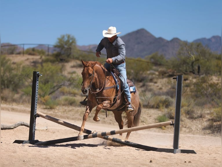 American Quarter Horse Ruin 5 Jaar 152 cm Roan-Red in Congress