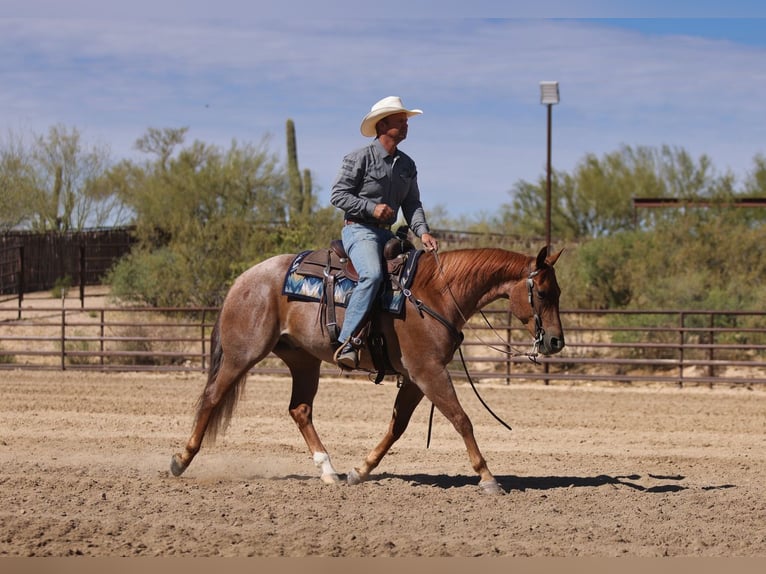 American Quarter Horse Ruin 5 Jaar 152 cm Roan-Red in Congress