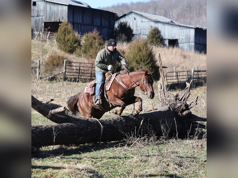 American Quarter Horse Ruin 5 Jaar 152 cm Roan-Red in Mount Vernon