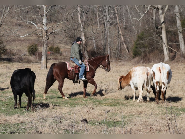 American Quarter Horse Ruin 5 Jaar 152 cm Roan-Red in Mount Vernon