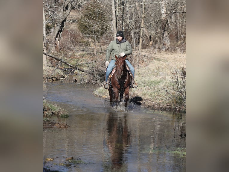American Quarter Horse Ruin 5 Jaar 152 cm Roan-Red in Mount Vernon
