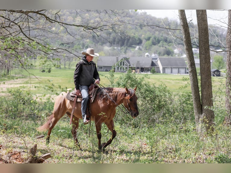 American Quarter Horse Ruin 5 Jaar 152 cm Roan-Red in Needmore