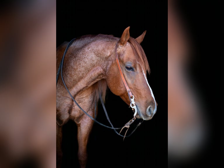 American Quarter Horse Ruin 5 Jaar 152 cm Roan-Red in Palmer