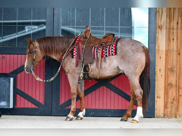 American Quarter Horse Ruin 5 Jaar 152 cm Roan-Red in Rebersburg