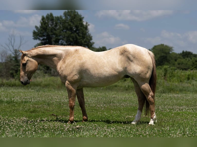 American Quarter Horse Ruin 5 Jaar 152 cm Roan-Red in Carrolton MO