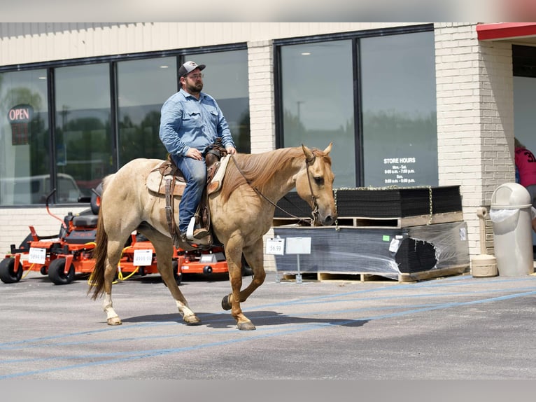 American Quarter Horse Ruin 5 Jaar 152 cm Roan-Red in Carrolton MO