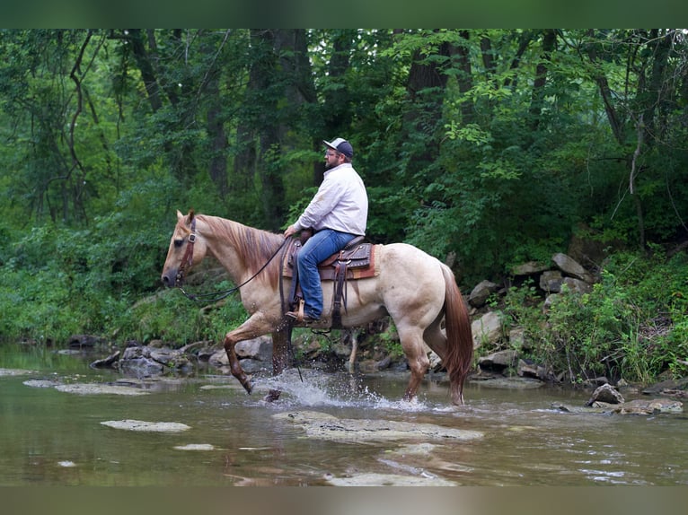 American Quarter Horse Ruin 5 Jaar 152 cm Roan-Red in Carrolton MO