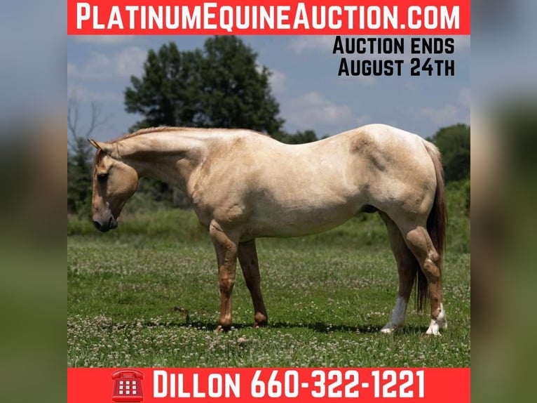 American Quarter Horse Ruin 5 Jaar 152 cm Roan-Red in Carrolton MO