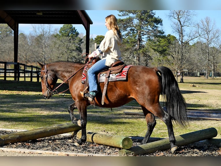 American Quarter Horse Ruin 5 Jaar 152 cm Roodbruin in Birmingham