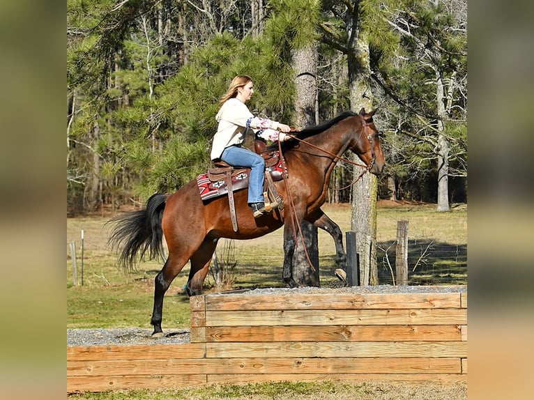 American Quarter Horse Ruin 5 Jaar 152 cm Roodbruin in Birmingham