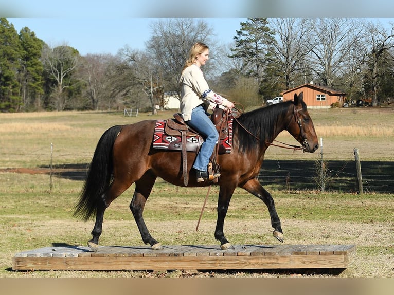 American Quarter Horse Ruin 5 Jaar 152 cm Roodbruin in Birmingham
