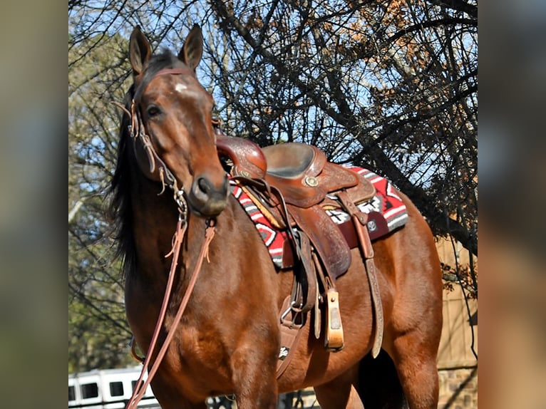 American Quarter Horse Ruin 5 Jaar 152 cm Roodbruin in Birmingham
