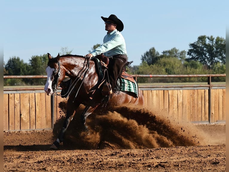 American Quarter Horse Ruin 5 Jaar 152 cm Roodbruin in Buffalo