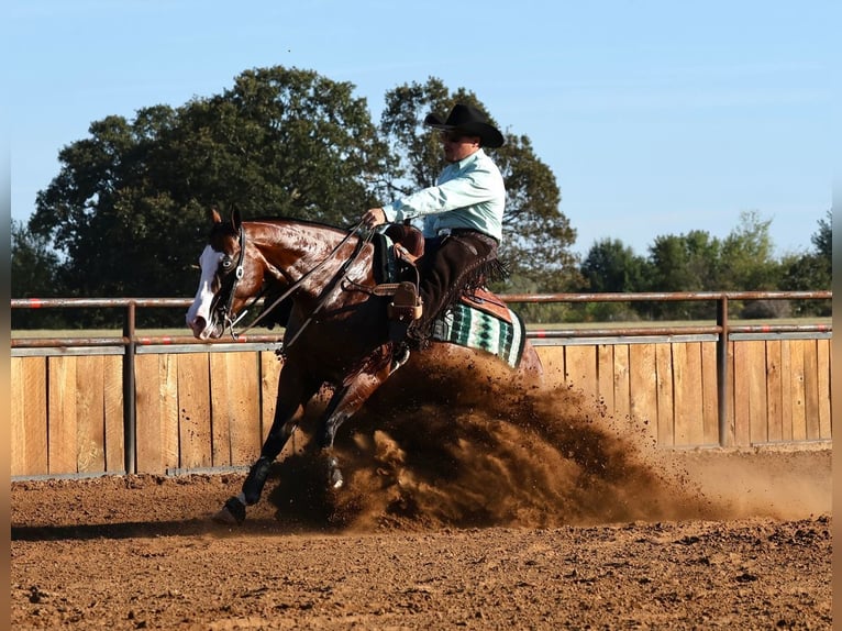 American Quarter Horse Ruin 5 Jaar 152 cm Roodbruin in Buffalo