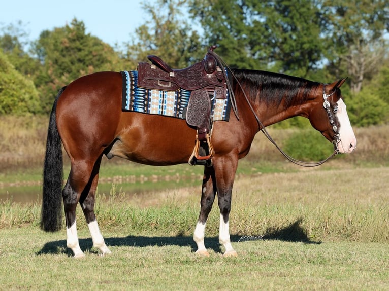 American Quarter Horse Ruin 5 Jaar 152 cm Roodbruin in Buffalo